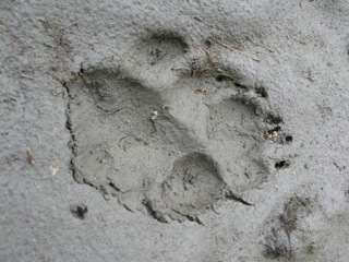 Fresh wolf tracks in the mud of the Koyukuk River