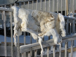 Caribou skins