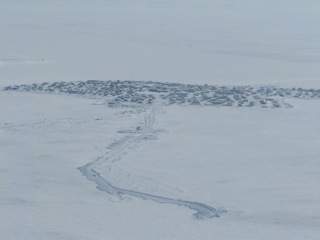 The community of Cambridge Bay, Nunavut.