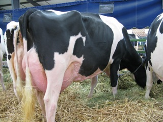 The source of some of America's best cheese -Tillamook, Oregon